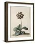 A Purple Variegated Auricula-Georg Dionysius Ehret-Framed Giclee Print