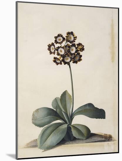 A Purple Variegated Auricula-Georg Dionysius Ehret-Mounted Giclee Print