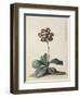 A Purple Variegated Auricula-Georg Dionysius Ehret-Framed Giclee Print