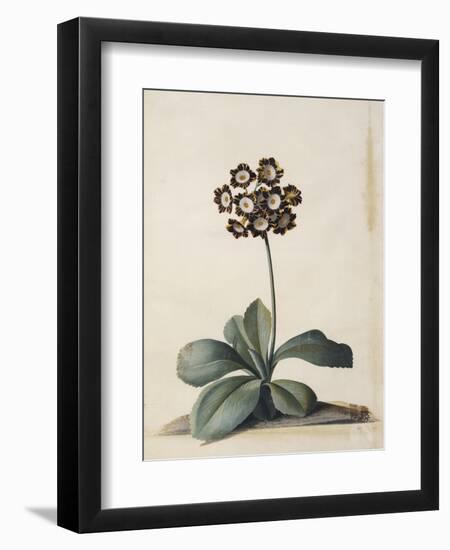 A Purple Variegated Auricula-Georg Dionysius Ehret-Framed Giclee Print