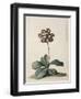 A Purple Variegated Auricula-Georg Dionysius Ehret-Framed Giclee Print