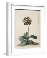 A Purple Variegated Auricula-Georg Dionysius Ehret-Framed Giclee Print