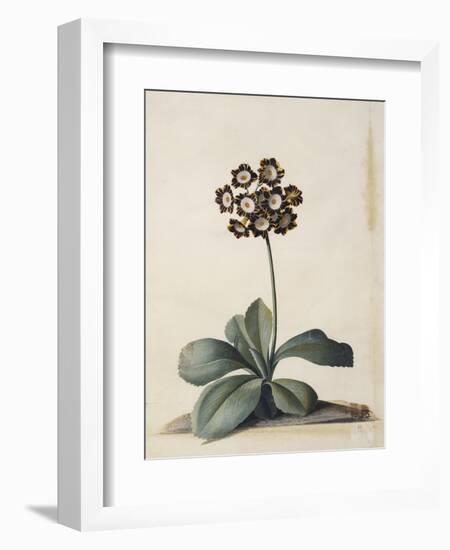 A Purple Variegated Auricula-Georg Dionysius Ehret-Framed Giclee Print