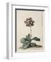 A Purple Variegated Auricula-Georg Dionysius Ehret-Framed Giclee Print