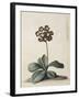 A Purple Variegated Auricula-Georg Dionysius Ehret-Framed Giclee Print