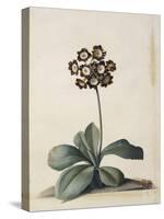 A Purple Variegated Auricula-Georg Dionysius Ehret-Stretched Canvas