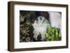 A Pygmy Cuttlefish Among Corals and Algae Near a Reef-Stocktrek Images-Framed Photographic Print