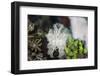 A Pygmy Cuttlefish Among Corals and Algae Near a Reef-Stocktrek Images-Framed Photographic Print