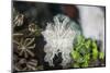 A Pygmy Cuttlefish Among Corals and Algae Near a Reef-Stocktrek Images-Mounted Photographic Print