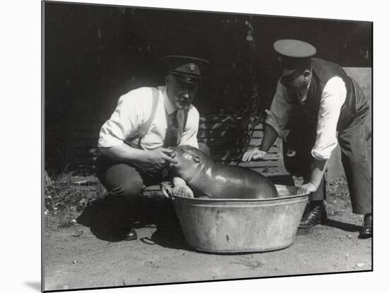 A Pygmy Hippo Having a Soak at Zsl London Zoo, August 1928-Frederick William Bond-Mounted Photographic Print