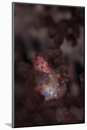 A Pygmy Seahorse Clings to its Symbiotic Gorgonian-Stocktrek Images-Mounted Photographic Print