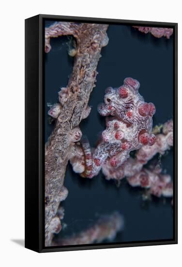 A Pygmy Seahorse Mimics its Host Gorgonian on a Reef-Stocktrek Images-Framed Stretched Canvas