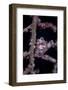 A Pygmy Seahorse Mimics its Host Gorgonian on a Reef-Stocktrek Images-Framed Photographic Print