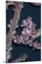 A Pygmy Seahorse Mimics its Host Gorgonian on a Reef-Stocktrek Images-Mounted Photographic Print