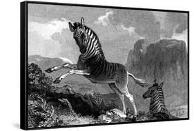 A Quagga, 1815-null-Framed Stretched Canvas