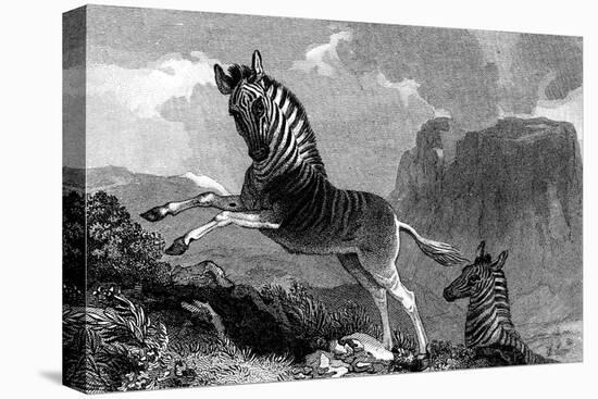 A Quagga, 1815-null-Stretched Canvas