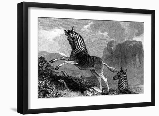 A Quagga, 1815-null-Framed Giclee Print