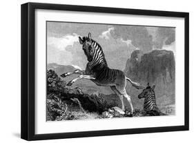 A Quagga, 1815-null-Framed Giclee Print