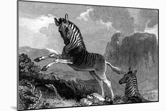 A Quagga, 1815-null-Mounted Giclee Print