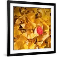 A Question of Colors-Philippe Sainte-Laudy-Framed Photographic Print