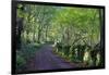 A quiet tree lined lane in the Duddon Valley, Lake District National Park, Cumbria, England, United-Peter Watson-Framed Photographic Print