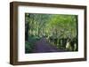 A quiet tree lined lane in the Duddon Valley, Lake District National Park, Cumbria, England, United-Peter Watson-Framed Photographic Print