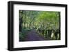 A quiet tree lined lane in the Duddon Valley, Lake District National Park, Cumbria, England, United-Peter Watson-Framed Photographic Print