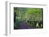 A quiet tree lined lane in the Duddon Valley, Lake District National Park, Cumbria, England, United-Peter Watson-Framed Photographic Print