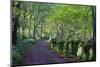 A quiet tree lined lane in the Duddon Valley, Lake District National Park, Cumbria, England, United-Peter Watson-Mounted Photographic Print