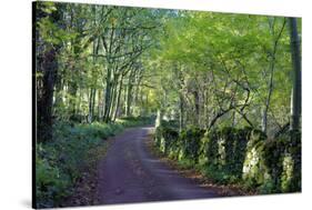 A quiet tree lined lane in the Duddon Valley, Lake District National Park, Cumbria, England, United-Peter Watson-Stretched Canvas