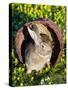 A Rabbit Sits in a Basket on a Blooming Meadow around Easter Time-null-Stretched Canvas