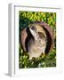 A Rabbit Sits in a Basket on a Blooming Meadow around Easter Time-null-Framed Photo