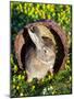 A Rabbit Sits in a Basket on a Blooming Meadow around Easter Time-null-Mounted Photo