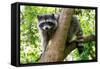A Raccoon Carefully Looks on from a Sturdy Tree Branch-Pratish Halady-Framed Stretched Canvas