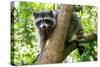 A Raccoon Carefully Looks on from a Sturdy Tree Branch-Pratish Halady-Stretched Canvas