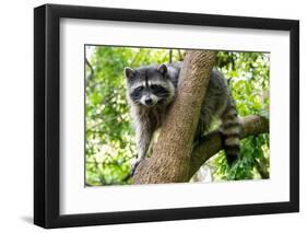 A Raccoon Carefully Looks on from a Sturdy Tree Branch-Pratish Halady-Framed Photographic Print