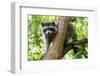 A Raccoon Carefully Looks on from a Sturdy Tree Branch-Pratish Halady-Framed Photographic Print