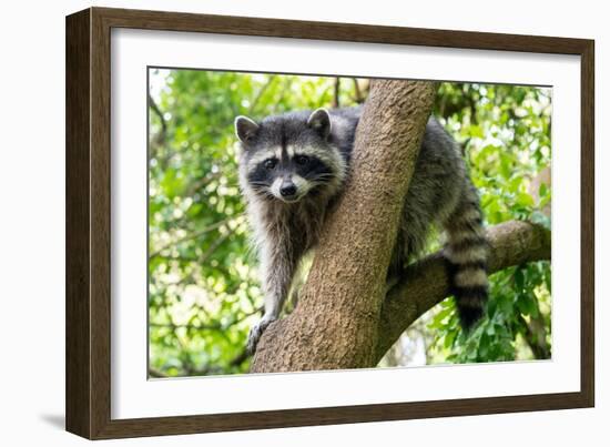A Raccoon Carefully Looks on from a Sturdy Tree Branch-Pratish Halady-Framed Photographic Print