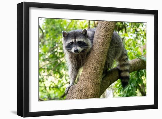 A Raccoon Carefully Looks on from a Sturdy Tree Branch-Pratish Halady-Framed Photographic Print