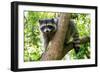 A Raccoon Carefully Looks on from a Sturdy Tree Branch-Pratish Halady-Framed Photographic Print
