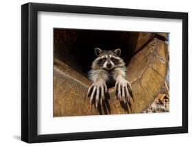 A Raccoon in a Hollow. the Raccoon Stretched out its Paws in the Camera and Looks into the Camera.-Alexander Khitrov-Framed Photographic Print