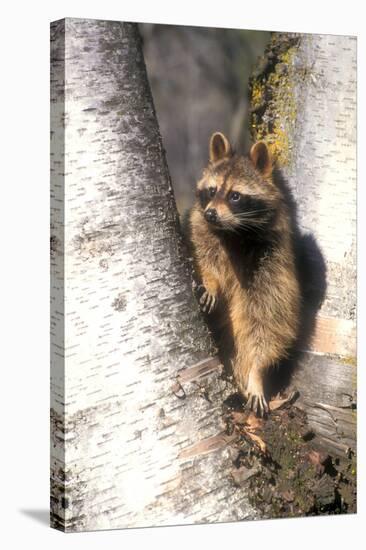 A Raccoon Standing in the Y of an Aspen-John Alves-Stretched Canvas