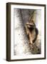 A Raccoon Standing in the Y of an Aspen-John Alves-Framed Photographic Print