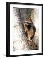 A Raccoon Standing in the Y of an Aspen-John Alves-Framed Photographic Print