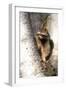 A Raccoon Standing in the Y of an Aspen-John Alves-Framed Photographic Print