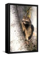 A Raccoon Standing in the Y of an Aspen-John Alves-Framed Stretched Canvas