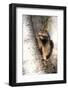 A Raccoon Standing in the Y of an Aspen-John Alves-Framed Photographic Print