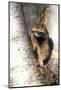 A Raccoon Standing in the Y of an Aspen-John Alves-Mounted Photographic Print