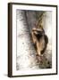 A Raccoon Standing in the Y of an Aspen-John Alves-Framed Photographic Print