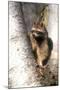 A Raccoon Standing in the Y of an Aspen-John Alves-Mounted Photographic Print